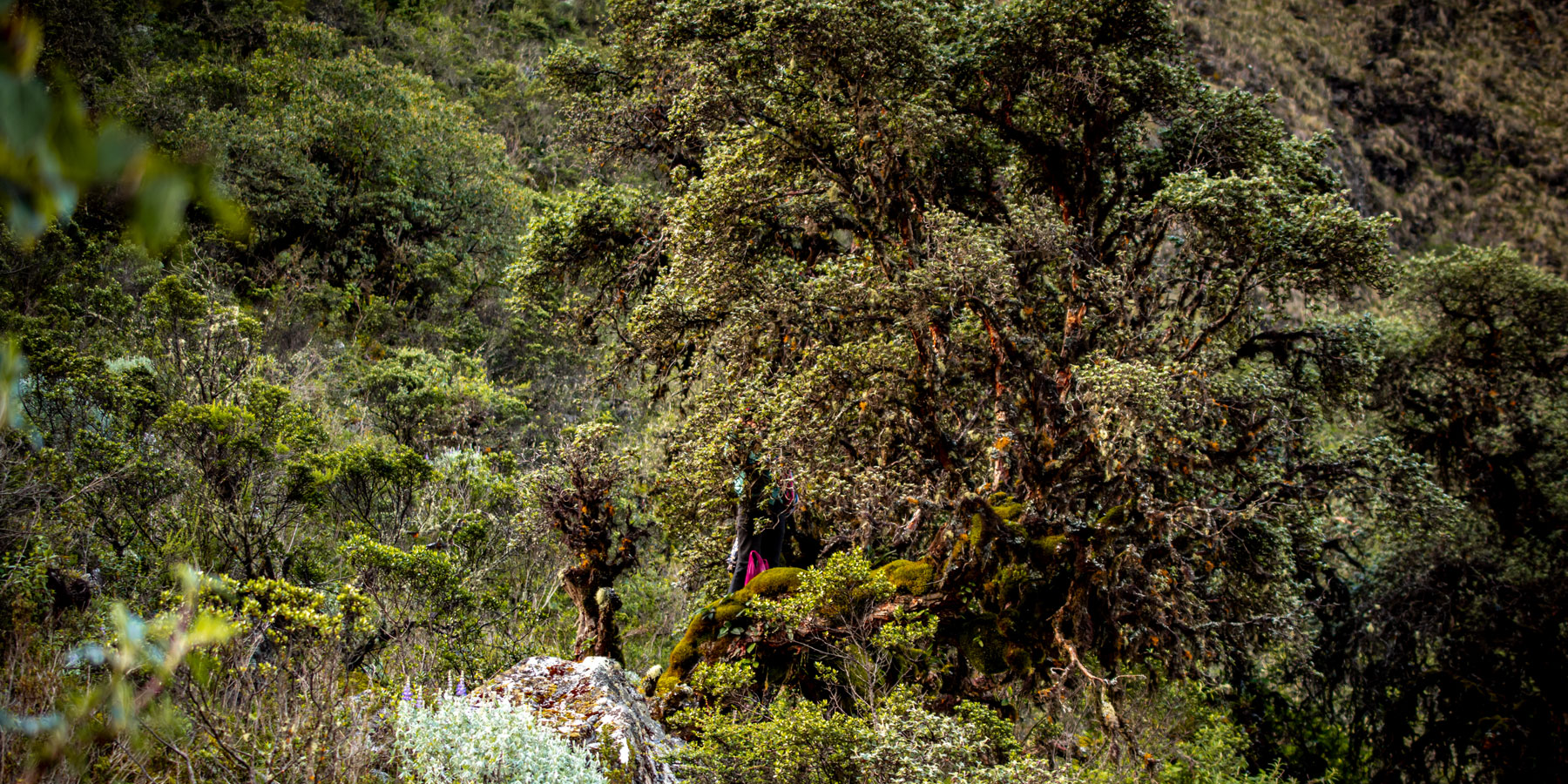 Reporte y Noticia sobre Queuña: El Árbol Vital que Sustenta Ecosistemas Andinos