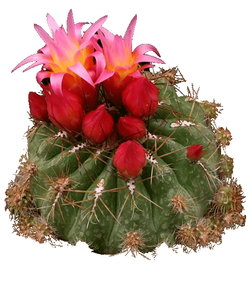 Conservación de los Cactus Peruanos