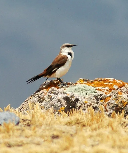 Ayuda las Aves