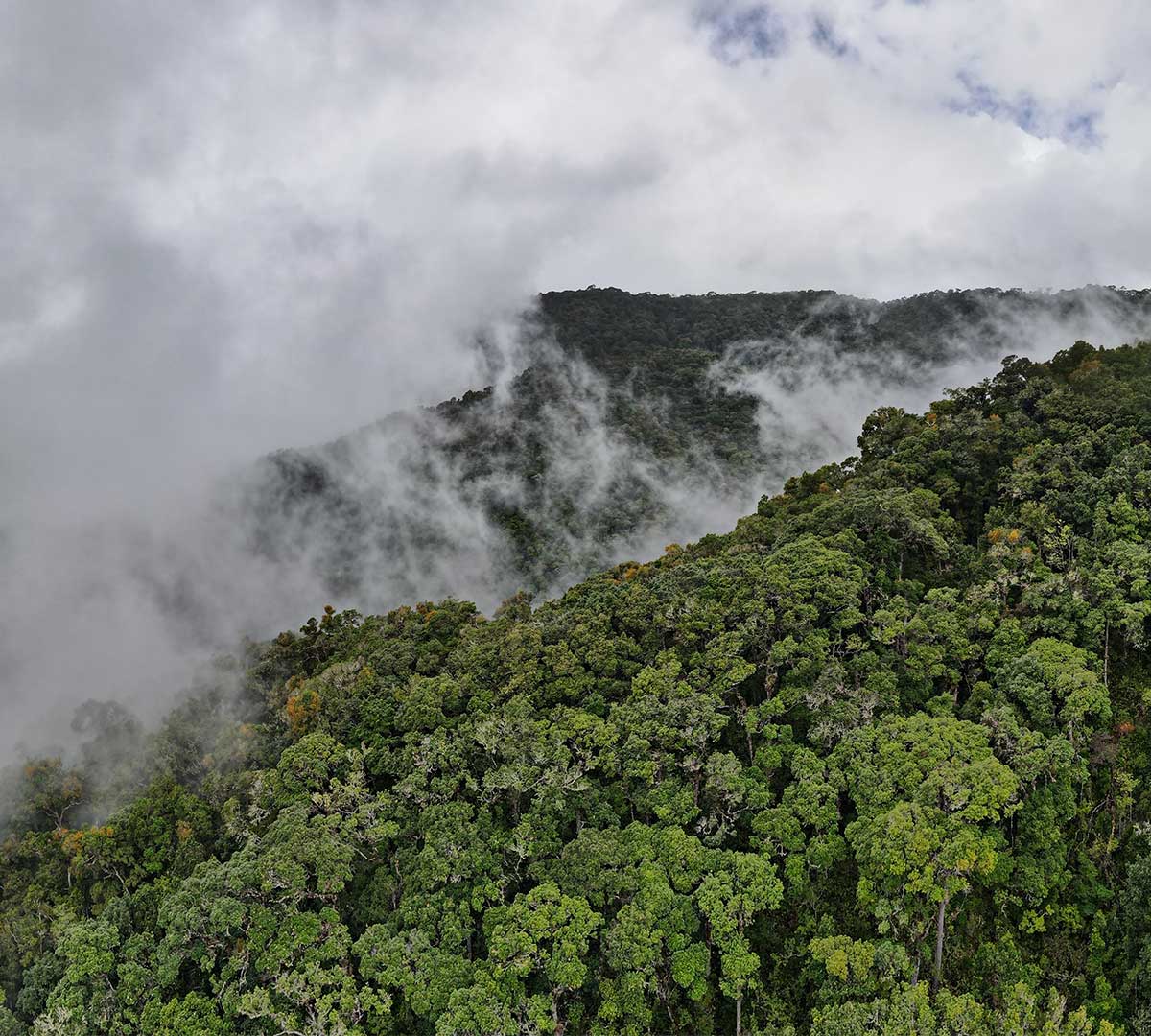 Bosques de Nubes Andinos