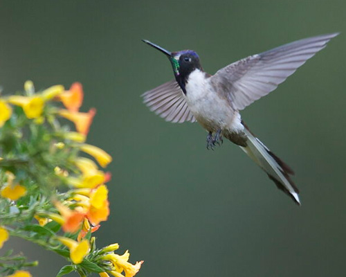 Ayuda las Aves