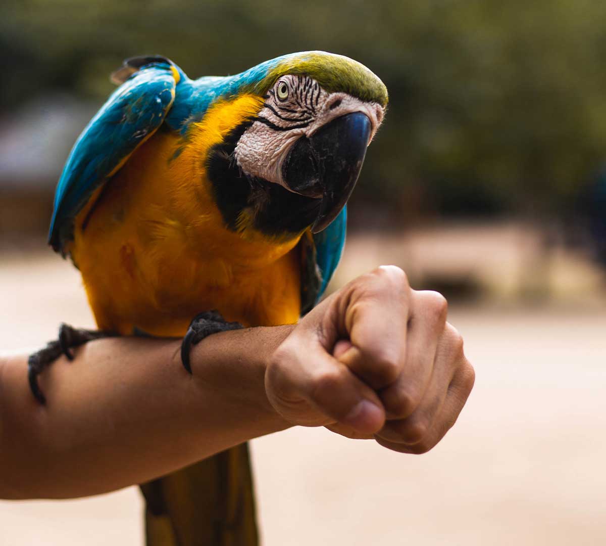 Guacamayo