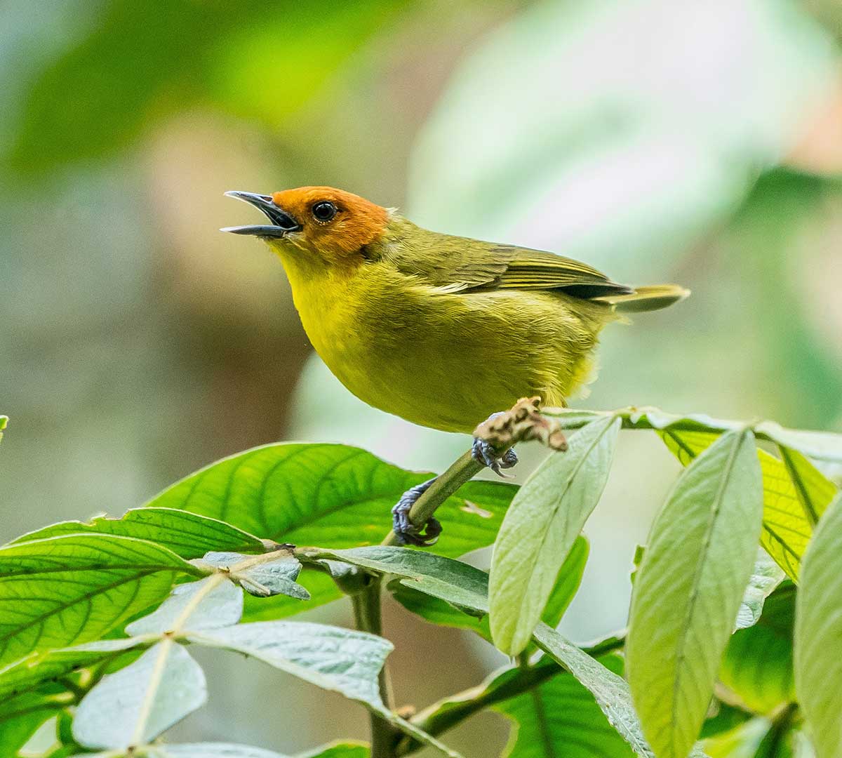 Aves de Peru