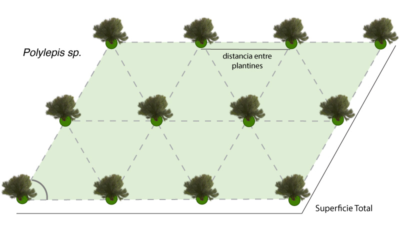 Sistema tresbolillo para reforestaciones