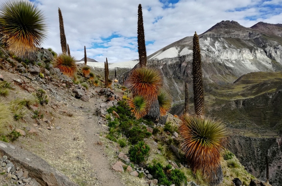 Nuestra Iniciativa con las comunidades Instituto para la Conservación de Especies  