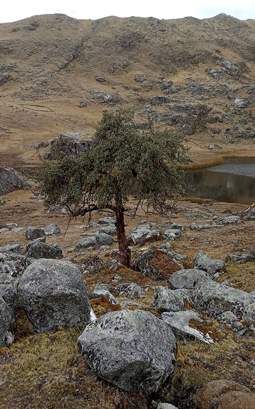 Imagen representativa de Queuña: El Árbol Vital que Sustenta Ecosistemas Andinos