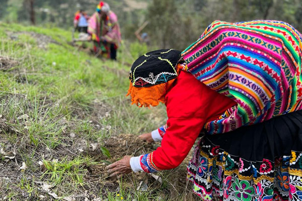 Imagen representativa de Reforestación para Mitigar el Cambio Climático y Garantizar la Seguridad Hídrica