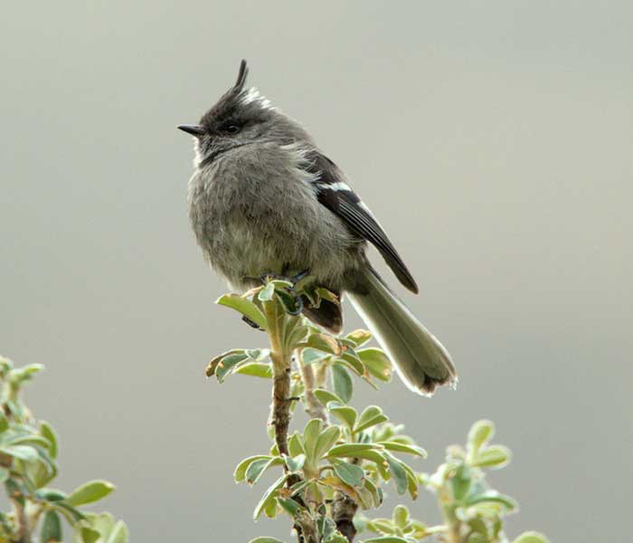 Especie Anairetes alpinus